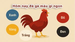 Hôm nay đá gà màu gì ngon? Cách chọn màu gà đá theo ngày chuẩn xác