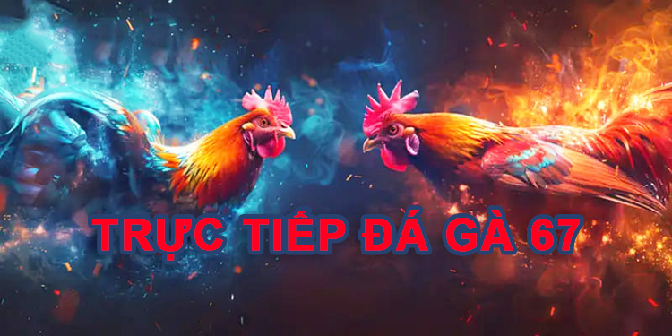 Trực tiếp đá gà 67 - Trực tiếp đá gà đỉnh cao ngày
